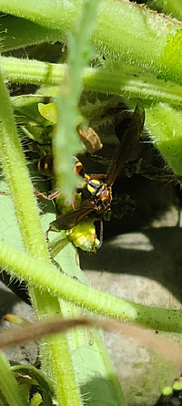 うちの庭で家庭菜園をしているのですが最近芋虫が多くその芋虫に蜂がたかっています Yahoo 知恵袋