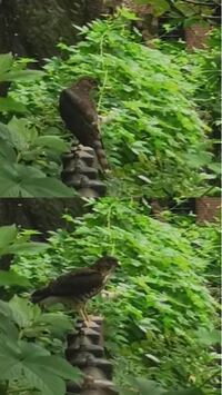 教えてください この鳥は何の鳥ですか タカ ハヤブサ トン Yahoo 知恵袋