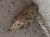 閲覧注意です泣家の外の壁にこんな卵 なんかの虫の卵みたいなのがあった Yahoo 知恵袋