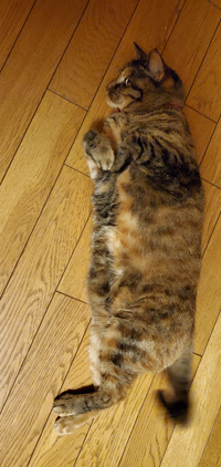 猫が目の前でゴロンと横になる時って 可愛さアピールして誘ってる Yahoo 知恵袋