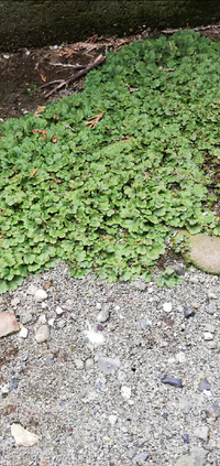 庭の草で地面に平行的に広がって生えるこの様な植物は何ていう雑草でしょうか たま Yahoo 知恵袋