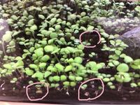 パールグラスの育て方について教えてください パールグラスを種か Yahoo 知恵袋