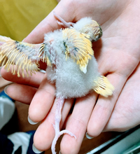 セキセイインコの雛が生まれましたが一羽目は５日後に亡くなっていました 初めての Yahoo 知恵袋