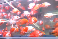 金魚に更紗ってありますが 何の事なのですか 模様ですか 種類ですか わか Yahoo 知恵袋