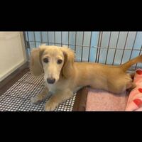 Mダックスフンドの男の子です この度我が家に家族としてお迎えす Yahoo 知恵袋