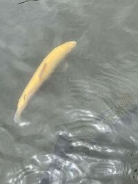 この魚なんですか 鯉と似てるんですけど 背びれが違うんです 至 Yahoo 知恵袋