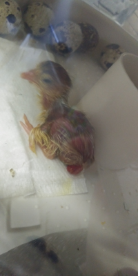 うずらの雛です 卵黄嚢でしょうか どうしたら良いですか お母さん 頑張っ Yahoo 知恵袋