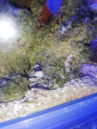 海水魚のリフジウム水槽に表れたカニです 何者でしょうか Yahoo 知恵袋