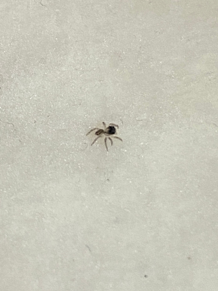 ぴょんぴょん跳ねるこれは何ですか どう言った経緯で発生する虫なんです Yahoo 知恵袋