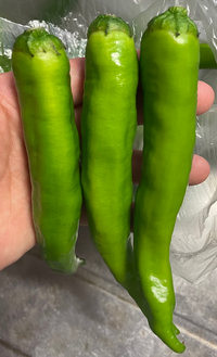 知り合いからもらいました これはなんの野菜でしょうか ししとうにしては長いし Yahoo 知恵袋