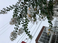 この白い花は百日紅ですか サルスベリの白花品種ですね Yahoo 知恵袋