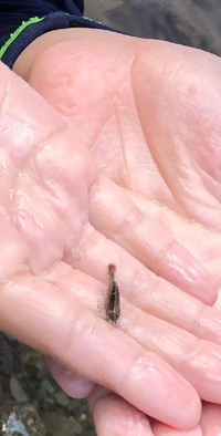 この小エビみたいな小魚 名前とか分かる方いらっしゃいますか 埼玉で川 Yahoo 知恵袋