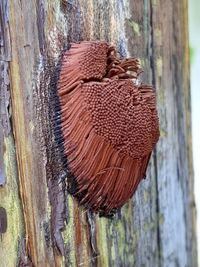 外の気についてました 大きさは 五百円玉くらいです 一本一本は 髪の Yahoo 知恵袋