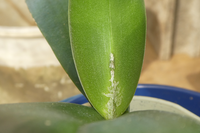 胡蝶蘭ですが 写真のように葉が傷んでしまいました 炭疽病とか軟腐病あたり Yahoo 知恵袋