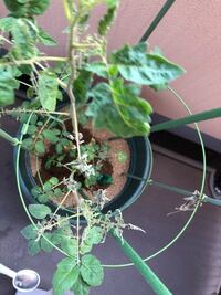 大きめの鉢植えで固定種のミニトマトを４本育てているのですが最近葉が枯 Yahoo 知恵袋