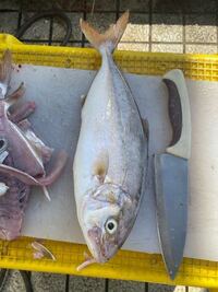 この魚なんですか また食べ方も教えてください カンパチです とり Yahoo 知恵袋