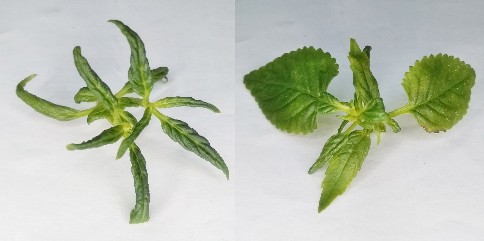 トレニア新芽の縮れ初めまして園芸初心者です 早速ですが 写真のようにトレニアの Yahoo 知恵袋