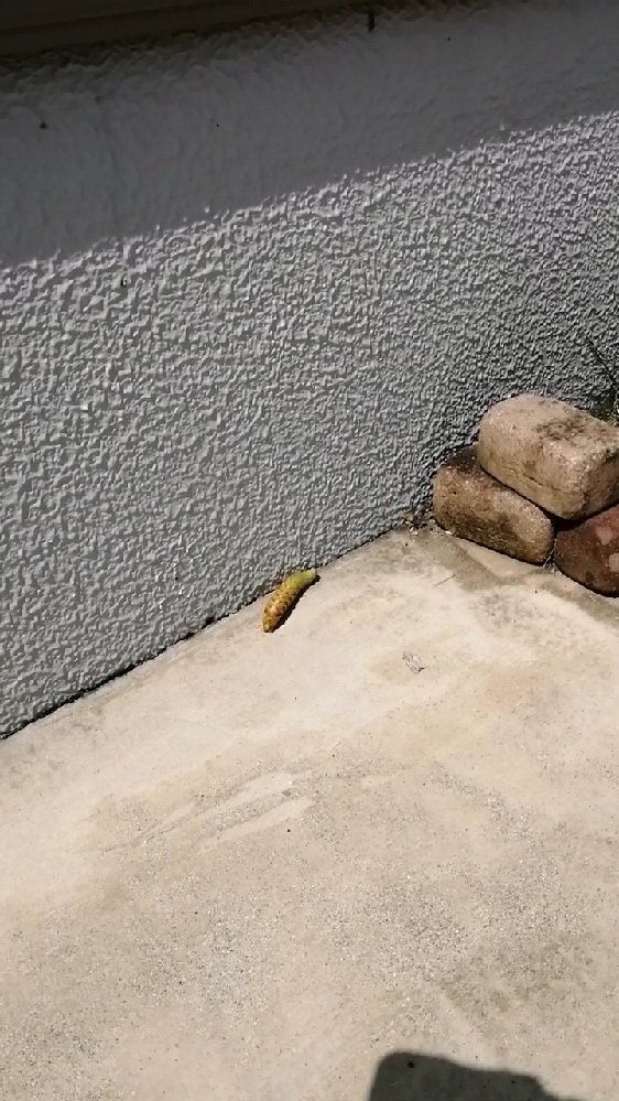 でんでんむしむしカタツムリ フルで歌詞を書いてください この前 歌詞違くない Yahoo 知恵袋