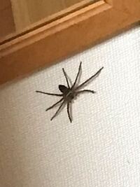 家に大きな蜘蛛が出たのですが アシダカグモというやつですかね 写真が荒くてす Yahoo 知恵袋