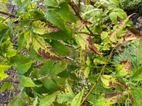 アオダモです 今年の4月に植えました 7月頃からこの状態です これは病気ですか Yahoo 知恵袋