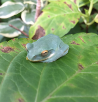 お教え下さい カエル名前です 阪神間に住んでる友達が昨日写真をくれま Yahoo 知恵袋