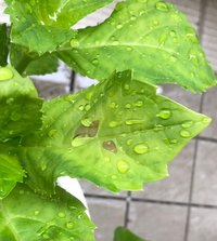 紫陽花の葉が写真のように茶色くなって元気がありません 病気なのでしょうか Yahoo 知恵袋