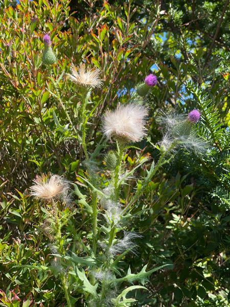 庭に咲いていたのですが これは何でしょうか 間違っていなければ アザミ Yahoo 知恵袋