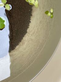 メダカ飼育を始めて2日目の初心者です 13ℓ入る鉢に5匹改良メダカと3匹 Yahoo 知恵袋