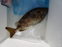 このお魚はなんですか W 食べ方教えてくださいな ﾉ Yahoo 知恵袋