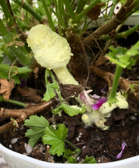 観葉植物に写真のような 白いキノコみたいのが生えてきました 生えてくる度に Yahoo 知恵袋