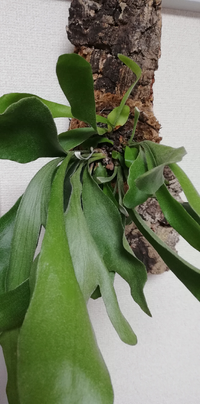 成長点が何ヵ所かあります 株分けした方がいいのでしょうか 初めてビカクシダを育 Yahoo 知恵袋