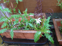 プランターから つる性の植物がはえてきました 白い花をつけています Yahoo 知恵袋