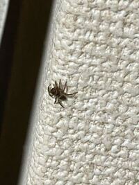 このタイプの蜘蛛は部屋に居ても放置して良い奴ですか コバエの卵とかパクパクして Yahoo 知恵袋