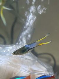 熱帯魚を飼い始めて１週間の初心者です 買った時はお腹辺りがこんなに黒くなか Yahoo 知恵袋