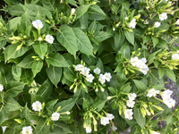 この白い花の名前を教えてください ２週間くらい前に千葉県浦安市の浦安 Yahoo 知恵袋