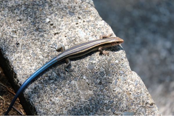 庭の睡蓮鉢でアマガエルのオタマジャクシを飼っています 変態して次々 Yahoo 知恵袋