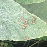 虫の画像注意です 庭のヒマワリに虫 のようなものが沢山着いているので Yahoo 知恵袋