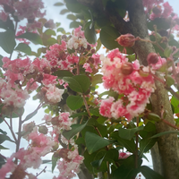 年前に庭に植えた百日紅は毎年夏の後半から濃いピンク色の花が咲いて Yahoo 知恵袋
