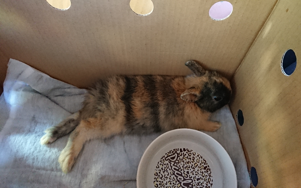 飼ったうさぎの種類が知りたいですミニうさぎと書いてあったのですがこの子はもしか Yahoo 知恵袋