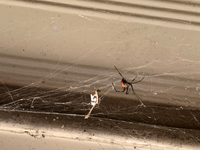 今日シャッター駐車場でクモが巣を作ってたくさんいたのですがこれはセアカゴケグモですか？毒グモかどうか気になりまして。毒無ければいいのですが。クモに詳しい方お願いします。 