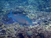 魚の名前を教えてください 沖縄撮影大きさ50cm強何ブダイになりますか 宜しく Yahoo 知恵袋