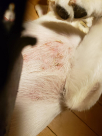 実家の犬についての質問です なんの病気だと思いますか 犬種 ラブラドー Yahoo 知恵袋