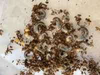国産カブトムシの幼虫なのですが
今日産卵マットからでてきました。
土替えをしたところなのですが秋の土替えは
必要でしょうか？
フンが溜まったら替えるでいいですか？ 