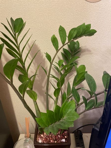 こんにちは！植物に詳しい方教えて下さい。 - ザミオクルカスですが買