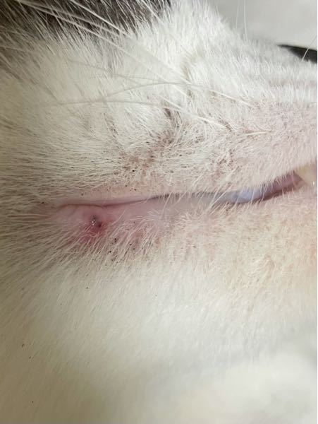口周りの黒いのは猫のニキビだと知っていますが、この唇？？に出来たの 
