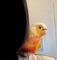 このインコちゃんの名前はなんですか オウム目インコ科というのは Yahoo 知恵袋