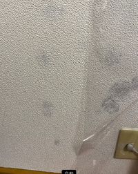 教えて下さい トイレの壁紙に青カビが どうすれば きれいに取れますか Yahoo 知恵袋