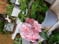 ゼラニウムの品種を教えて下さい 先日 ナフコで見切り品でゼラニウ Yahoo 知恵袋