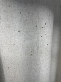 至急お願い致します カーテンに小さい虫がたくさんいます カーテンに虫 Yahoo 知恵袋