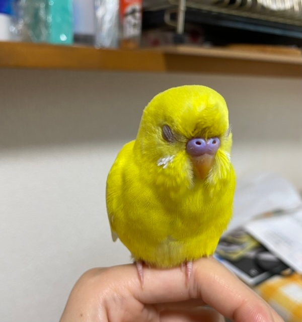 生後2ヶ月のセキセイインコです オスなのかメスなのか分かりません こ Yahoo 知恵袋